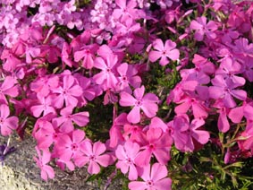 Phlox subulata 'McDaniels Cushion'